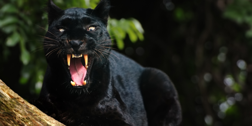 Dreams about Black Panthers