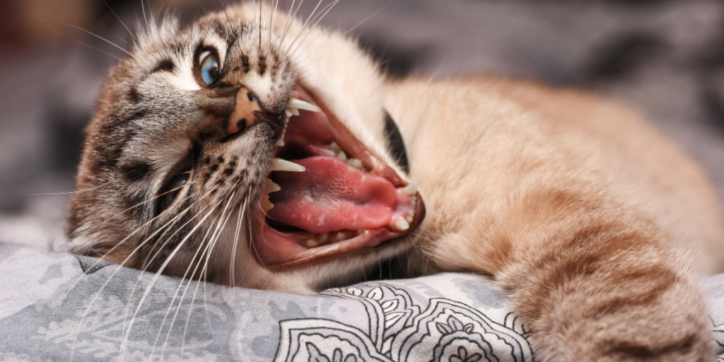 angry cat dreams