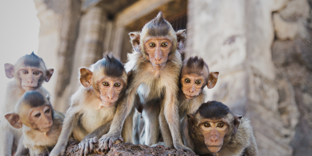 dreams about monkeys