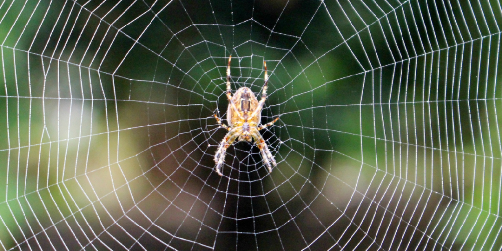 dreams about spiders